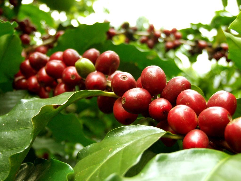 Hotel Cafezal Em Flor Turismo E Cafes Especiais Monte Alegre do Sul Esterno foto