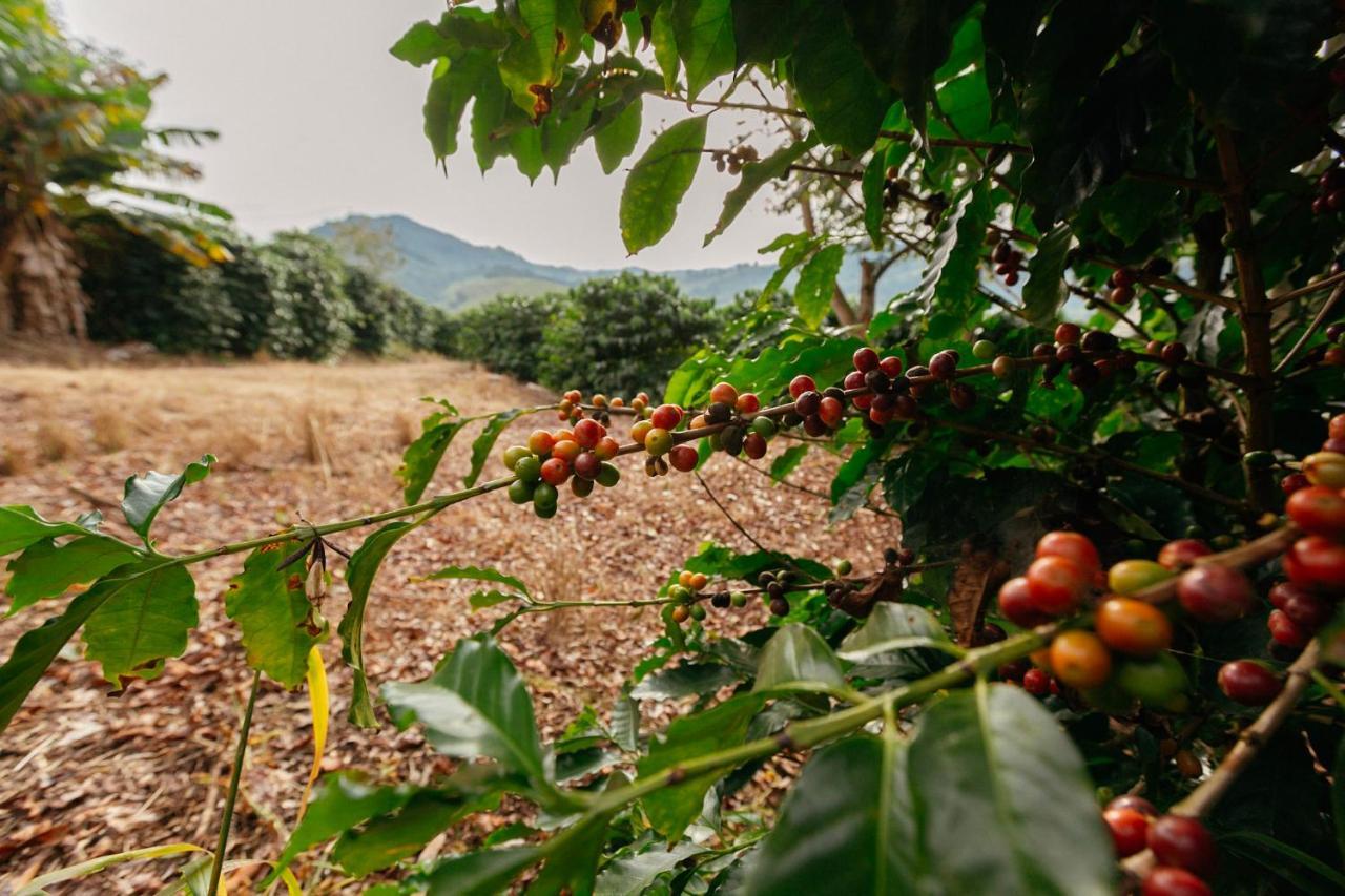 Hotel Cafezal Em Flor Turismo E Cafes Especiais Monte Alegre do Sul Esterno foto