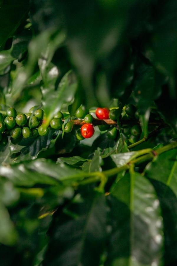 Hotel Cafezal Em Flor Turismo E Cafes Especiais Monte Alegre do Sul Esterno foto